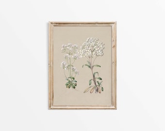Antique Neutral Flower Wall Art, Vintage Botanical Drawing, Floral Still Life Watercolor Painting Farmhouse Décor PHYSICAL Paper Print #0898