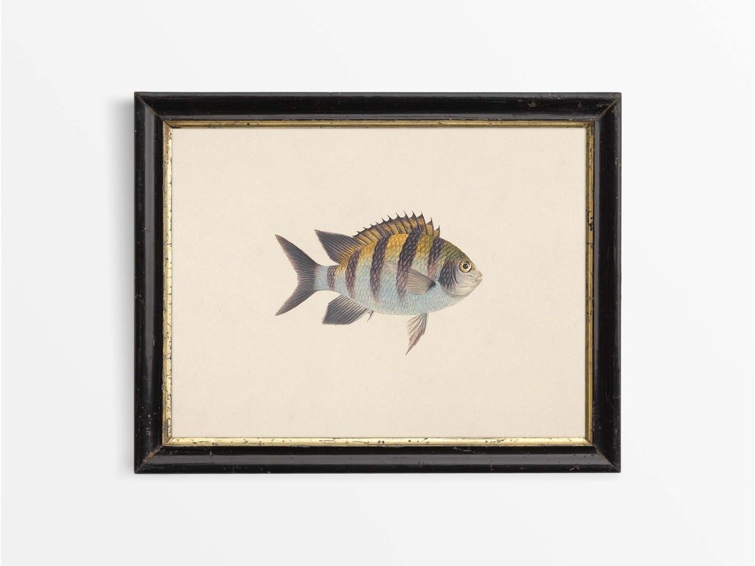 Fish Neutral Antique Neutral Fish Illustration, Vintage Coastal Wall Art, Rustic ...