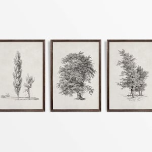 Set von drei rustikalen antiken Baumzeichnungen, neutrale Vintage-Skizze, Landschafts-Dekor, PHYSIKALISCHER Papierdruck # S3-0006