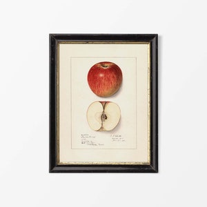 May include: A vintage botanical illustration of a red apple, showing the whole fruit and a cross-section. The illustration is framed in a black frame with a gold inner border. The text below the image reads "Apfel, "Apfelbaum" and "C. J. J. Koch, 1847-1851, "Naturgeschichte der Pflanzen"