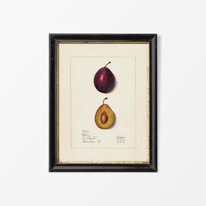 Antique Plum Drawing, Fruit Wall Art, Vintage Still Life Watercolour Painting, Country Farmhouse Kitchen Décor, PHYSICAL Paper Print #0475