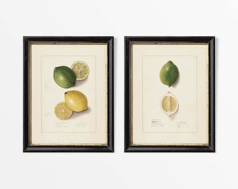 Set of Two Vintage Lemon Drawings, Fruit Wall Art, Antique Still Life Watercolour Paintings, Kitchen Décor, PHYSICAL Paper Prints #S2-0092