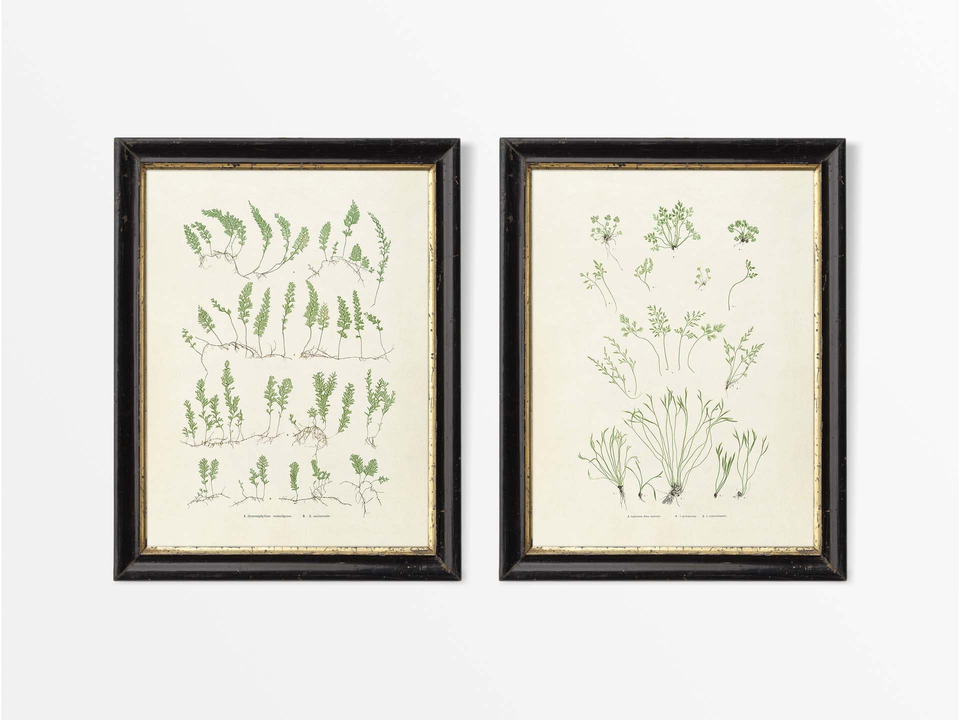 アンティークシダ植物画2枚セット、ニュートラルリーフウォールアート