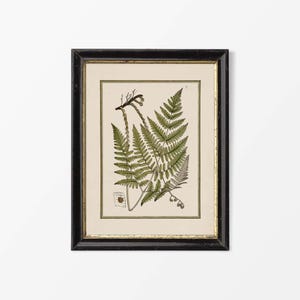 Neutral Leaf Wall Art, Antique Plant Still Life Painting, Vintage Fern Botanical Drawing, Country Farmhouse Décor PHYSICAL Paper Print #0852