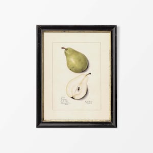 Antike Birne Zeichnung, Obst Wandkunst, Vintage Stillleben Aquarell Malerei, Land Bauernhaus Küche Dekor, PHYSIKALISCHER Papierdruck #0480