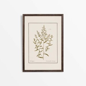 May include: A framed botanical print showing a detailed illustration of a plant with slender stems and delicate leaves in shades of green and brown. The print is set against a cream-coloured background and framed in a dark brown wooden frame.