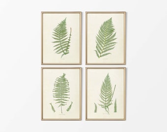 Set di quattro disegni botanici antichi di felci, arte murale con foglie neutre, dipinti vintage di nature morte vegetali, stampe su carta FISICA #S4-0005