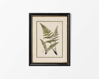 Antique Fern Botanical Drawing, Vintage Plant Still Life Painting, Neutral Leaf Wall Art, Country Farmhouse Décor PHYSICAL Paper Print #0857