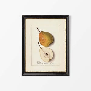 May include: Framed botanical print showing a detailed illustration of a pear, with one whole and one halved to show the interior. The pear is green and yellow with red speckles. The print is in a black frame with a gold inner border.