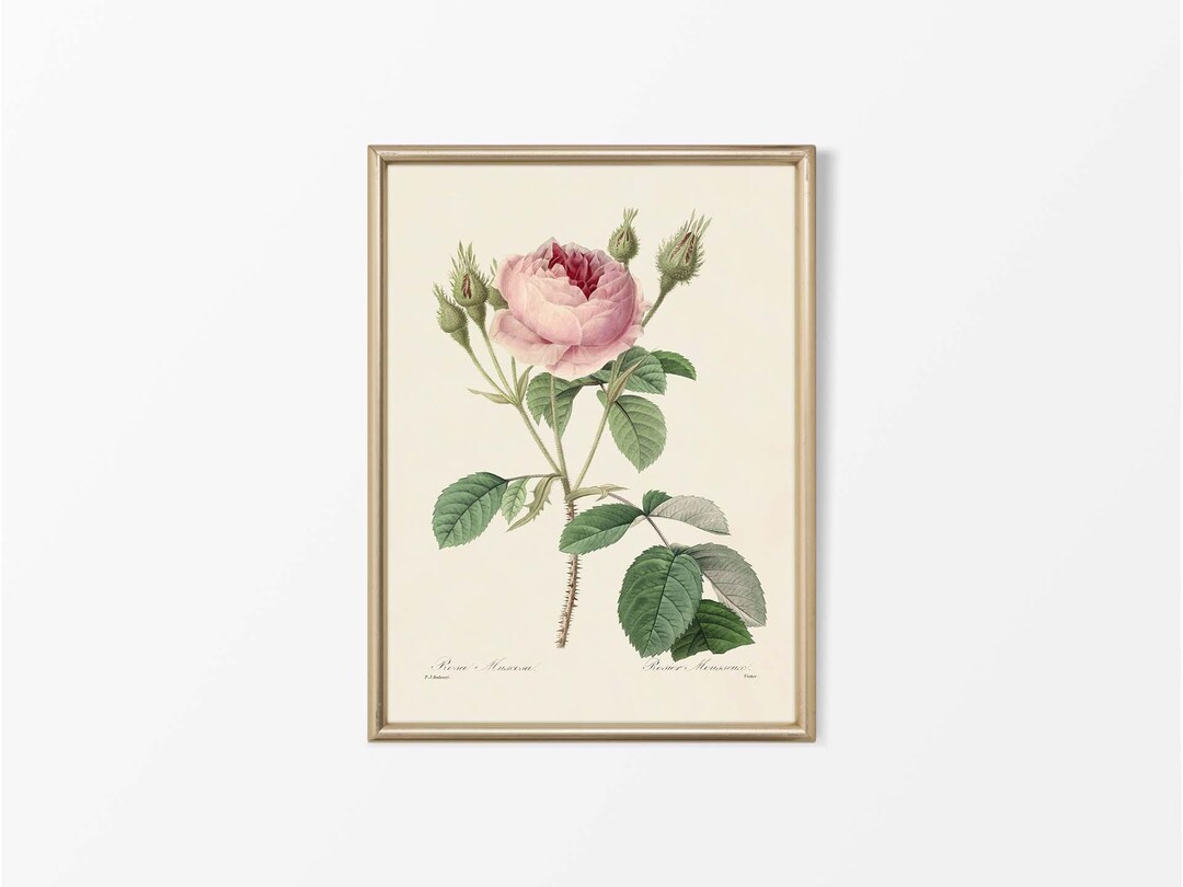 Vintage Botanical Drawing, Antique Pink Rose Floral Still Life Painting ...