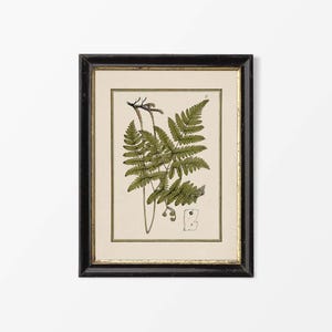 Antique Plant Still Life Painting, Vintage Fern Botanical Drawing, Neutral Leaf Wall Art, Country Farmhouse Décor PHYSICAL Paper Print #0851