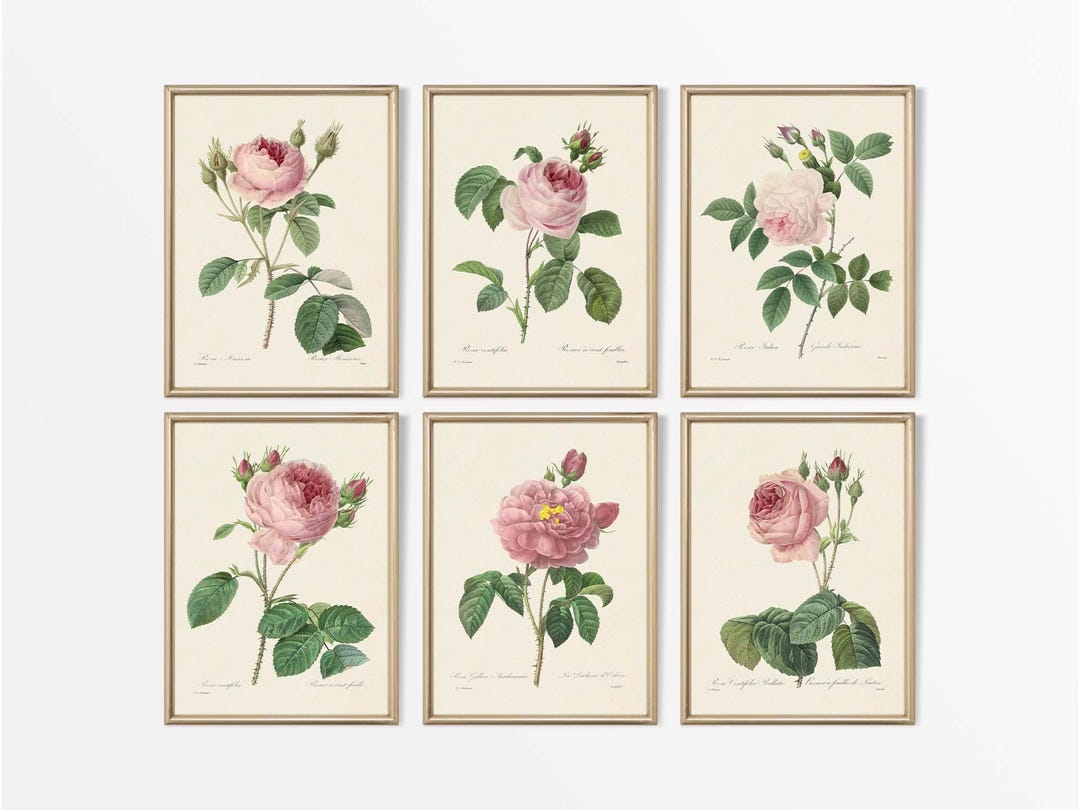 Set of Six Vintage Floral Still Life Paintings, Antique Pink Rose ...