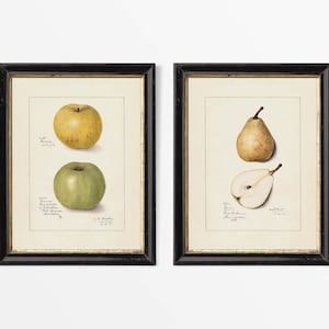 May include: Two framed botanical prints. One shows a yellow and a green apple. The other depicts a pear and a cross-section of a pear. Both prints have black frames and are on a cream-coloured background.