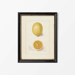 Zitrone Zeichnung, Obst Wandbild, Vintage Stillleben Aquarell Malerei, Bauernhaus Küche Dekor, PHYSIKALISCHER Papier Druck #0479