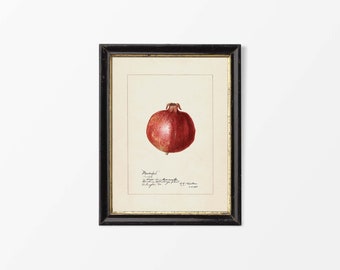 Puede incluir: Una ilustración botánica enmarcada de una fruta de granada roja. La ilustración está en un marco negro con un borde dorado. El texto debajo de la imagen dice "Punica Granatum L.  Cultivado en el Jardín Botánico de la Universidad de Edimburgo.  Dibujado y coloreado por J.S. Knowles.  1828."