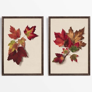 Set aus zwei antiken Herbstblättern-Wandkunst, botanischen Vintage-Herbst-Aquarellgemälden, Acer-Ahorn-Dekor, PHYSISCHEN Papierdrucken #S2-0012
