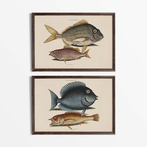 Puede incluir: Dos grabados de peces vintage enmarcados. El grabado superior presenta dos peces, uno gris y otro rojizo-marrón. El grabado inferior muestra un pez azul y un pez marrón dorado. Cada grabado está en un marco marrón oscuro.
