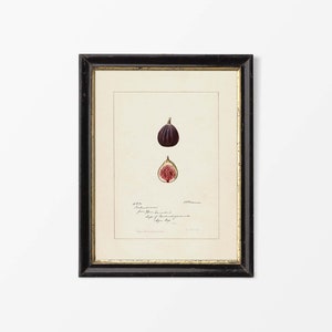 May include: A framed botanical illustration of a fig. The fig is depicted in two views, one whole and one sliced open, revealing the pink flesh inside. The illustration is in a black frame with a gold inner border.
