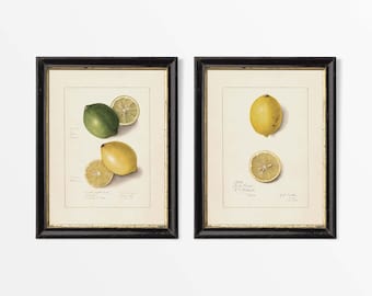 Set of Two Antique Lemon Drawings, Fruit Wall Art, Vintage Still Life Watercolour Paintings, Kitchen Décor, PHYSICAL Paper Prints #S2-0091