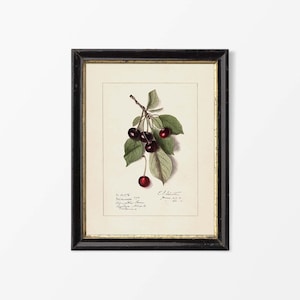 May include: A framed botanical print depicting cherries on a branch with green leaves. The cherries are a deep red and black colour. The print is in a black frame with a gold inner border.
