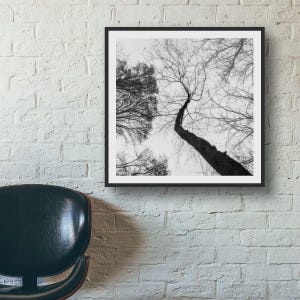 May include: Black and white photograph of trees reaching towards the sky. The image is framed in a black square frame and hangs on a white brick wall. The perspective is from the ground looking up, showcasing the tree trunks and branches.