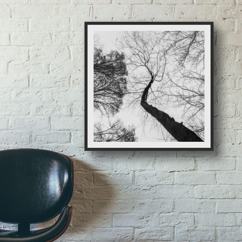 May include: Black and white photograph of trees reaching towards the sky. The image is framed in a black square frame and hangs on a white brick wall. The perspective is from the ground looking up, showcasing the tree trunks and branches.