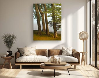 Dawn Forest Photography Print: Radiant Trees, Tranquil Landscape