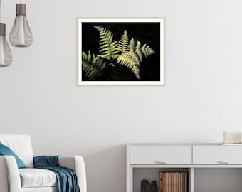 Illuminated Fern Fronds | Nature Photography Print | Botanical Wall Art