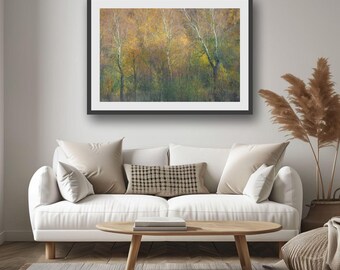 Autumn Woodland Photography Print: Scottish Birch Trees, Gladhouse Reservoir