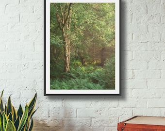 Sunlit Woodland Print: Tranquil Forest Nature Photography