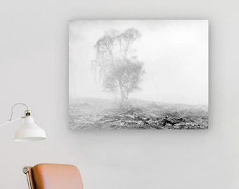 Atmospheric Birch Tree Photography Print: Moody Black and White Woodland Art