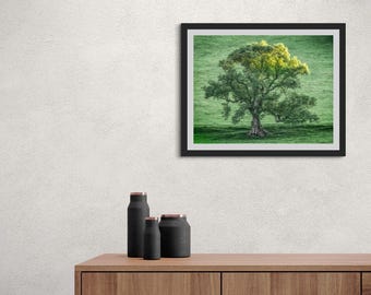 Ash Tree Photography Print: Serene Green Landscape, Last Light