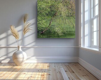 Birch Tree Photography Print: Calming Green Woodland Scene