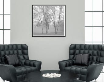 Foggy Birch Tree Photography Print: Monochrome Woodland Art