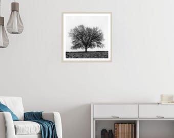 Beech Tree Black and White Photography Print: Midlothian Landscape