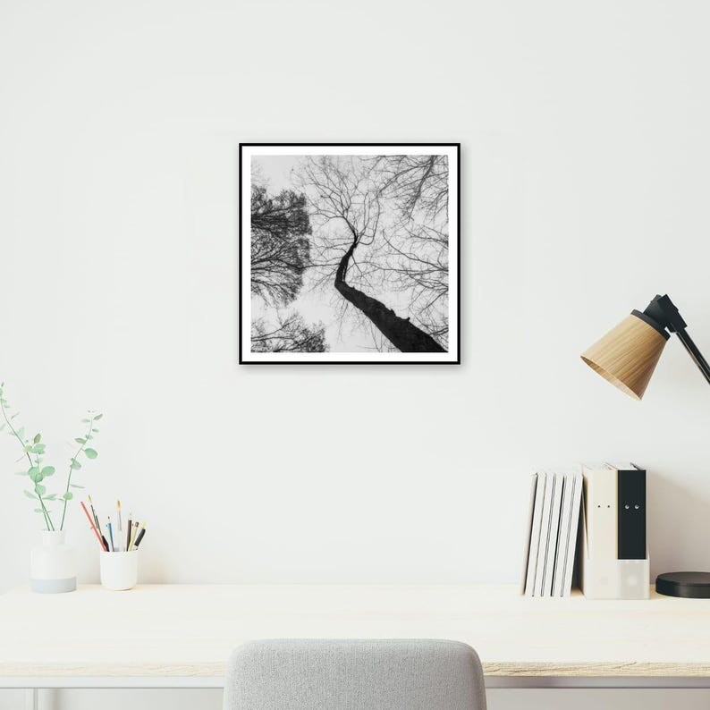May include: Black and white framed art print of a tree reaching towards the sky. The photograph is taken from a low angle, emphasizing the height of the tree and its branches against a bright sky. The artwork is displayed on a white wall.