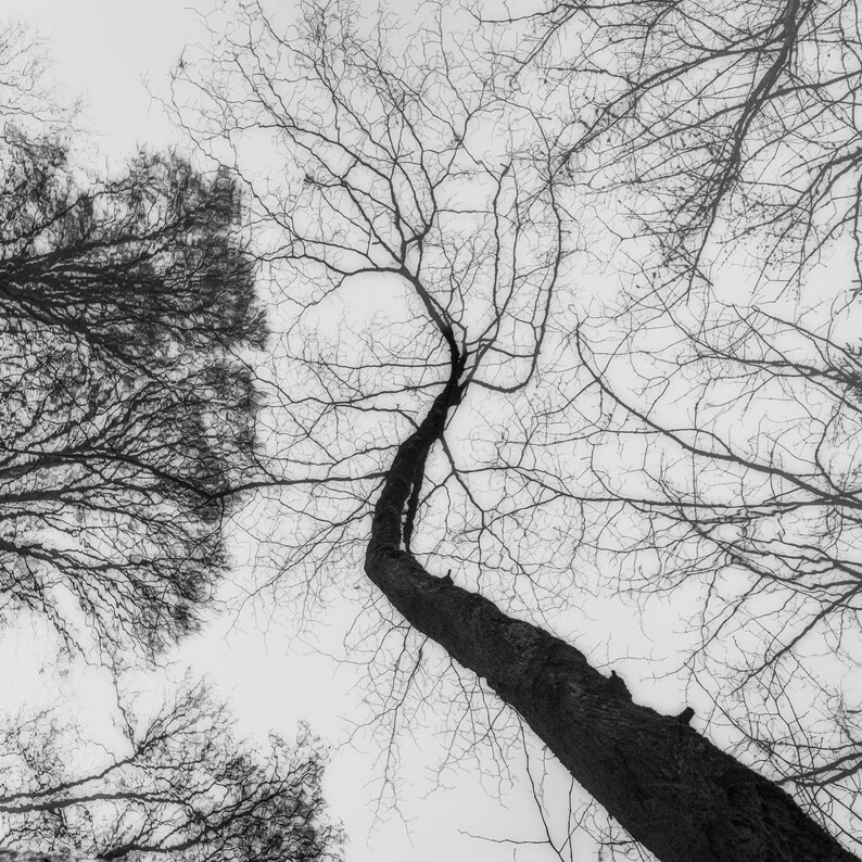 May include: Black and white photograph of trees reaching towards the sky. The image is taken from a low angle, looking up through the bare branches of several trees. The sky is overcast, creating a soft, diffused light.