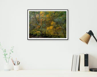 Autumn Woodland Photography Print: Scottish Highlands Landscape Art