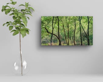 Glentrool Woodland Print: Serene Nature Photography, Lush Greenery
