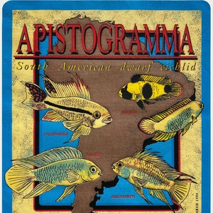 Cichlids print of Apistogramma dwarf cichlids 12x16