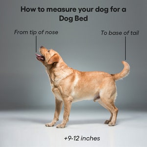 May include: A golden Labrador dog is shown with text that reads, "How to measure your dog for a Dog Bed." The image shows how to measure a dog from the tip of the nose to the base of the tail. The text also includes "+9-12 inches."