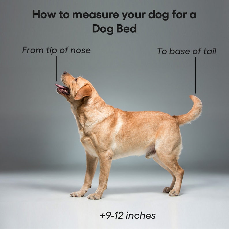 May include: A golden Labrador dog is shown with text that reads, "How to measure your dog for a Dog Bed." The image shows how to measure a dog from the tip of the nose to the base of the tail. The text also includes "+9-12 inches."