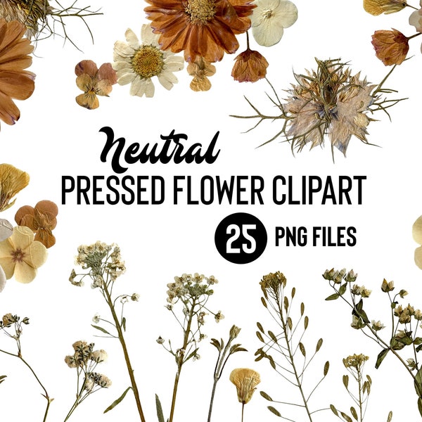 Neutral Pressed Flower Clipart | Real Flower Clipart | PNG Flowers