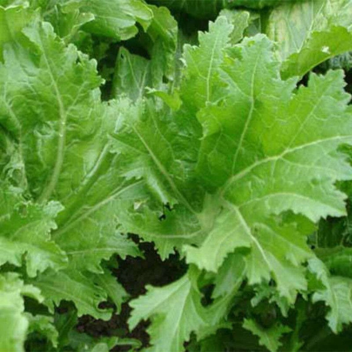 200 Chinese Mustard Green gai Choy Seeds花边甜芥菜2023 New Etsy