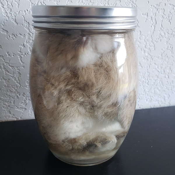 Make Rabbit Specimen Wet Specimens - Etsy