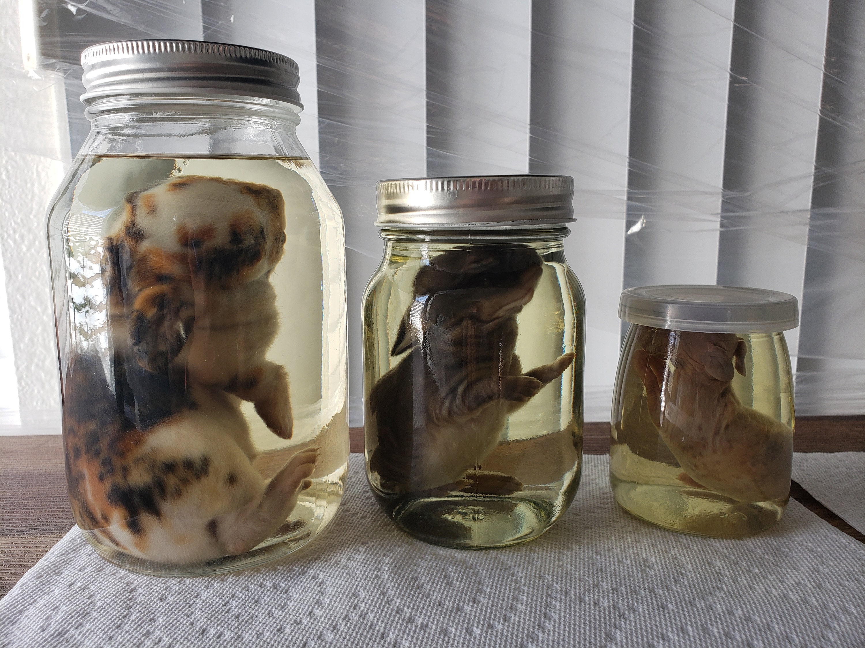 Black Puppy Wet Specimen .br Black Puppy Wet Specimen .br