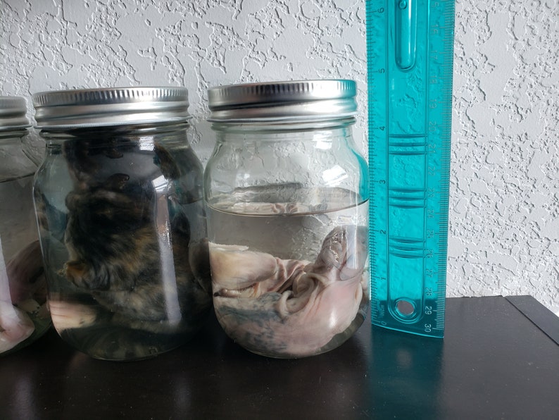 32oz Glass Jars Bunny Rabbit Wet Specimens Etsy