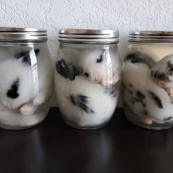 Make Rabbit Specimen Wet Specimens - Etsy