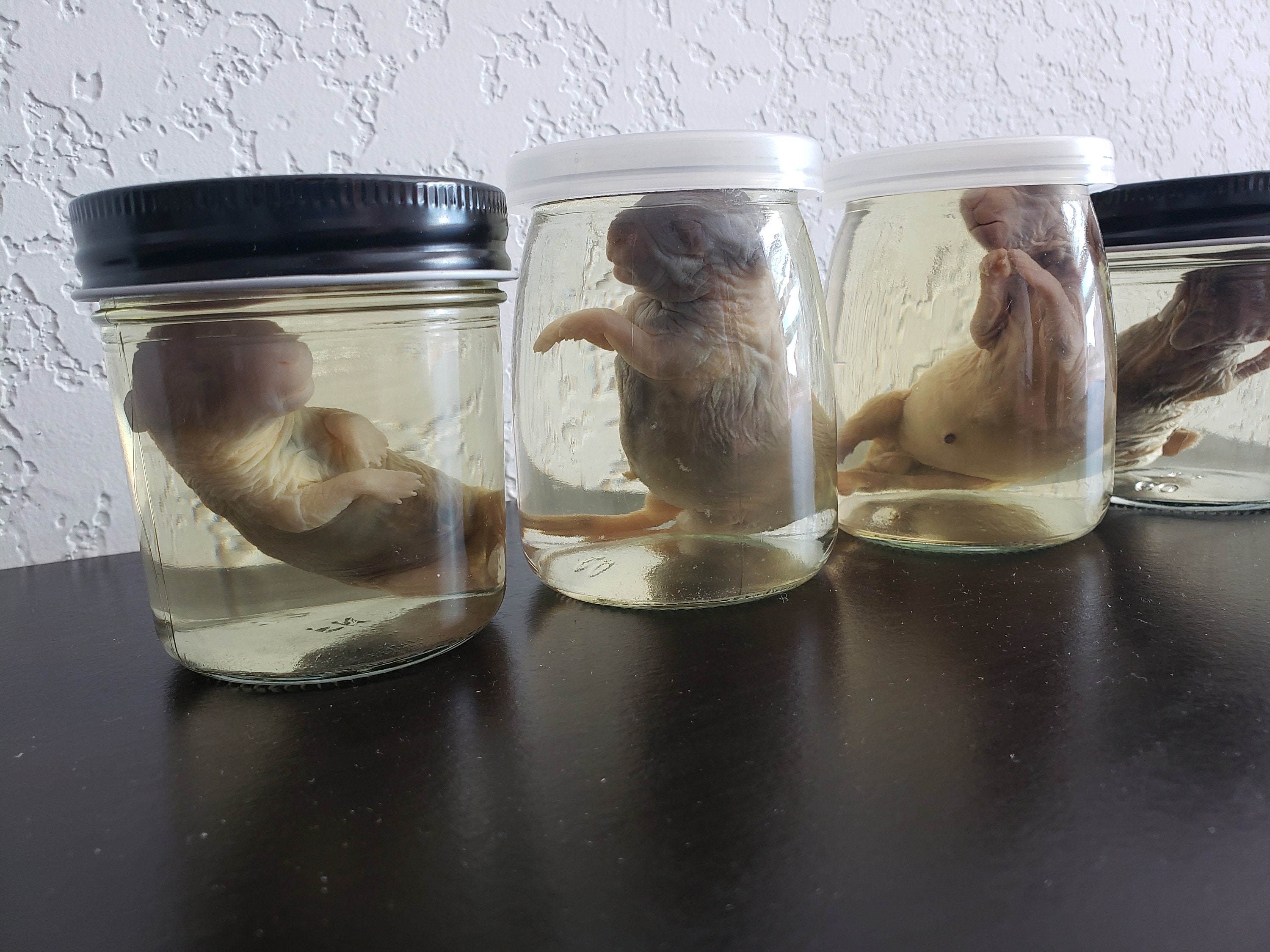 Wet Specimens Baby Bunnies - Etsy Hong Kong Wet Specimens Baby Bunnies - Etsy Hong Kong
