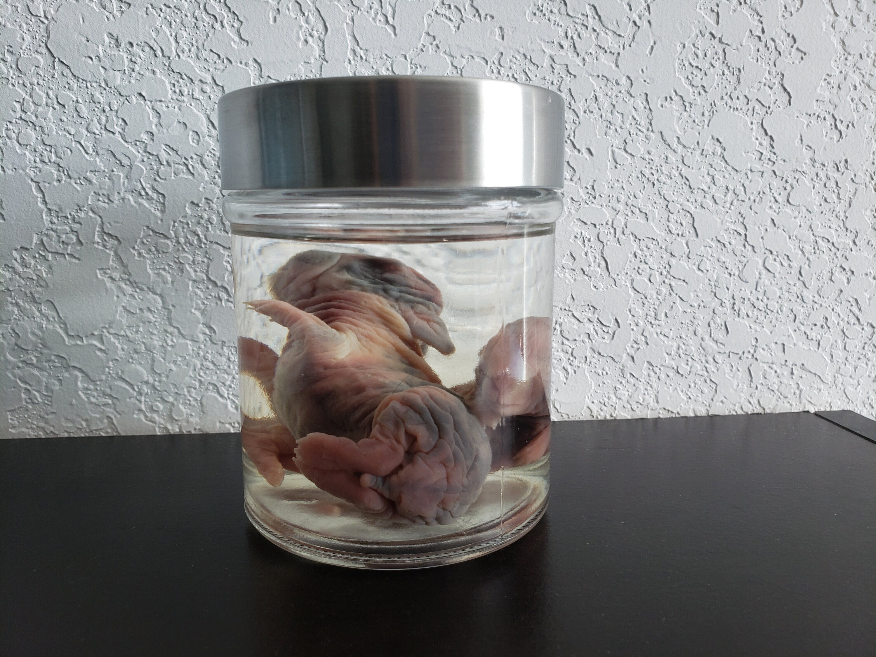 Preserved Animals In Jars